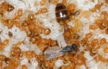 黄蚂蚁怎么消除 室内如何预防黄蚂蚁