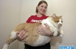 世界上最胖最重的猫，胖的走不动(23公斤)