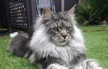 最大的猫，阿什拉猫（是三种猫咪杂交而成的一种小混血猫咪） ...