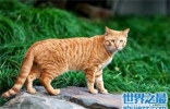 中华田园猫有何种特性为什么它们如此广受欢迎？
