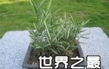 世界上最小的竹子