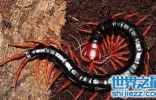 世界上最大蜈蚣 最长竟可达62cm！