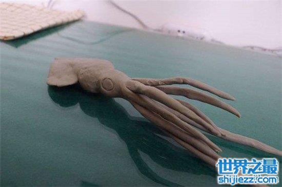 大王酸浆鱿寿命仅有400多天具有蓝色血液最神奇