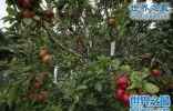 世界上能长出最多品种的果树，多达250种