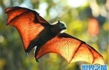 果蝠成为蝙蝠中最大的种类 具有携带多种病毒以及SARS病毒
