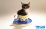 茶杯猫多少钱一只？6000左右的茶杯猫寿命短
