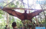 世界上最大的蝙蝠，金冠飞狐(比人还高)