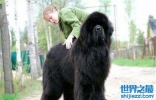 世界上最大的狗 狗中巨无霸集结站起来超过两米