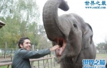 世界上最记仇的动物，大象(13年后撞死猎人)