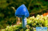 天蓝蘑菇能吃吗 一款出现在漫画中的天蓝色蘑菇