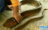 世界上最大的巨型黄鳝  粗如手臂重36斤