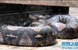 实拍世界上最大的蟒蛇，长达19米吃人怪兽(图)