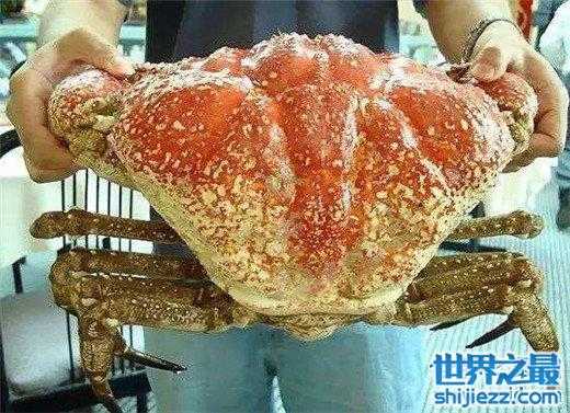 世界上最重的螃蟹塔斯马尼亚帝王蟹重达45公斤