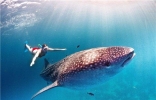 世界上最大的鱼是什么？历史上最大的鲸鲨超过20米