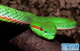 最美丽的毒蛇竹叶青蛇，中国十大毒蛇的颜值担当