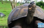 古巨龟，史上最大的海龟，关于它的传说