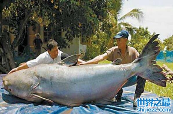 【世界上最大的淡水鱼种，湄公河巨魾3米(吞人无压力） 】图1