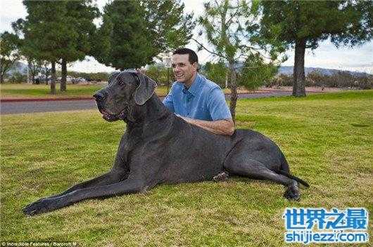 【世界最高大的狗大丹犬已申报吉尼斯纪录，身高体重相当于姚明 ... 】图1