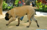 世界上最大的狗体重二百多斤  相当于两个成年人的重量
