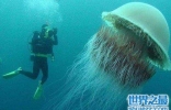 世界上最大的水母，绚丽多彩却剧毒无比！