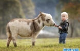 世界上最矮的驴诞生，英国超级迷你驴只有60cm高