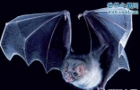 世界上最罕见的蝙蝠，猪脸大蝙蝠(嗜血成性)