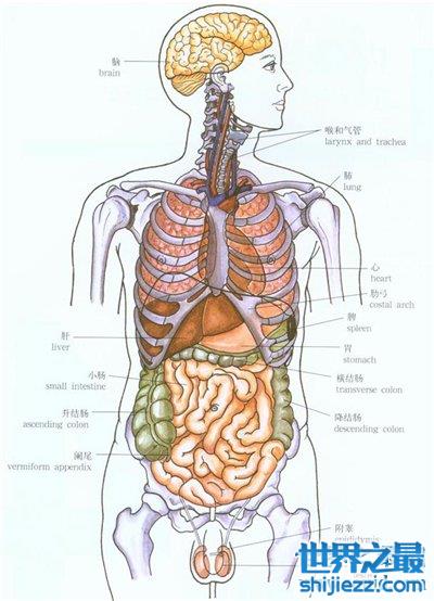人体器官分布图介绍 五脏六腑的位置都在哪