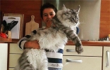 世界上最大的猫是什么品种 最长可达123厘米