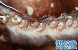 大王陆鱿是鱿鱼的一种 长得非常的大