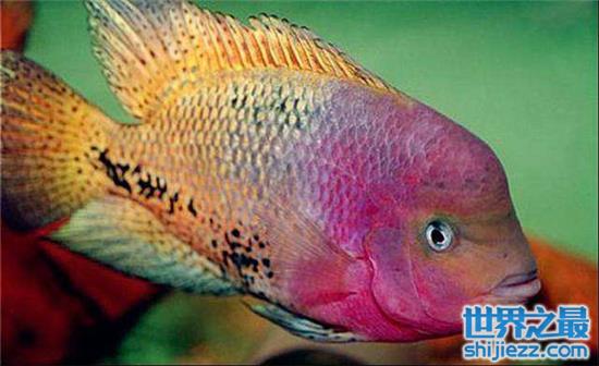 【世界上最漂亮的十种鱼 小丑鱼因像京剧丑角而得名 】图3