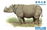 世界上最罕见的犀牛，爪哇犀牛(中国的1922年灭绝)