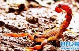 世界上最毒的蝎子，杀死大象都足以。