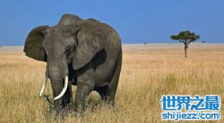【大象的寿命大约在多少岁啊 和人类的一样吗 】图1