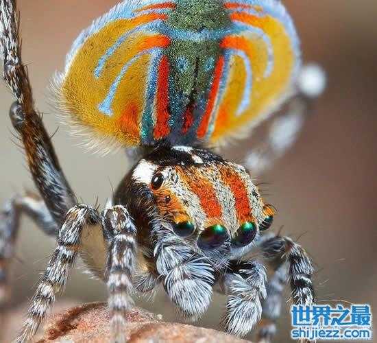 【世界上最漂亮的孔雀蜘蛛，太美了(图) 】图3