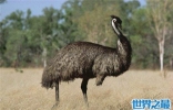 世界上最大的鸟，象鸟可达4.5米，体重过半吨