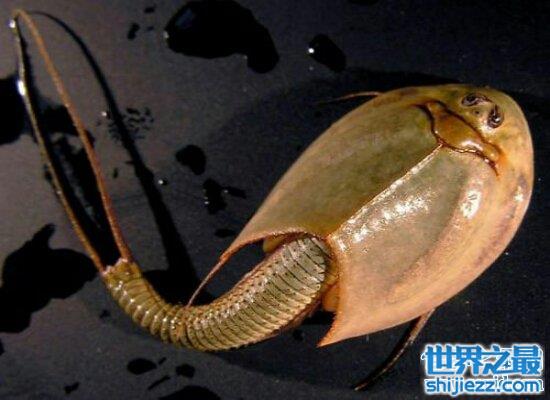 震惊！三眼恐龙虾的卵经过25后竟然还可以孵出生命 