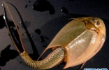 震惊！三眼恐龙虾的卵经过25后竟然还可以孵出生命