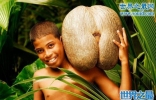 世界上最大的种子，海椰子(长50厘米/重达40斤)