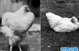 无头鸡存活一周，相当于现在的脑叶切除手术