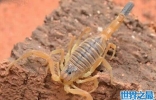世界上最毒的蝎子，巴勒斯坦毒蝎(瞬间让人致命)