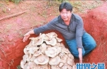 世界上最大的蘑菇