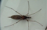世界上最大的蚊子长什么样 飞行能力不强一般跳跃
