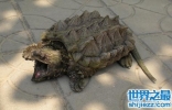 世界上最凶猛的龟，千万不要被它咬到！
