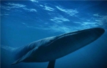 世界上最大的动物，蓝鲸可以长到两个篮球场那么大