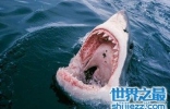虎鲸和大白鲨都是海洋中的霸主 那么虎鲸vs大白鲨谁更厉害呢 ...