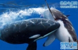世界上最恐怖海洋动物，杀人鲸(一口吞吃人类的怪物)