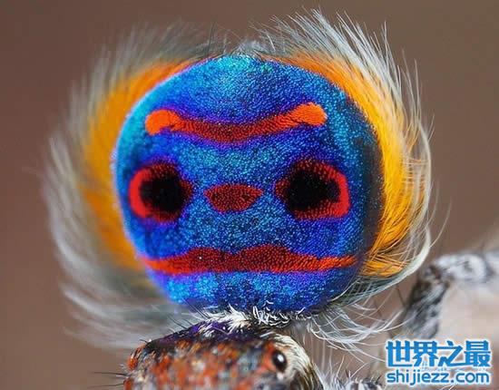 【世界上最漂亮的孔雀蜘蛛，太美了(图) 】图2