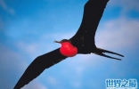 世界上飞得最快的鸟是军舰鸟，418公里/小时