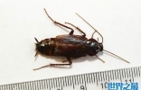 世界上最大的蟑螂，犀牛蟑螂(最长达8.3厘米)