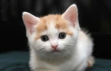 最可爱的小猫咪图片，心都化了(组图)